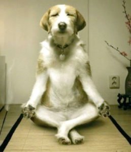 Meditating dog